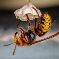sršeň obecná - Vespa crabro