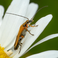stehenáč nahnědlý - Oedemera podagrariae