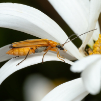 stehenáč nahnědlý - Oedemera podagrariae