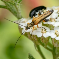 stehenáč nahnědlý - Oedemera podagrariae