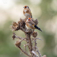 stehlík obecný - Carduelis carduelis