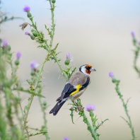 stehlík obecný - Carduelis carduelis