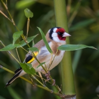 stehlík obecný - Carduelis carduelis