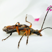 Stenocorus meridianus