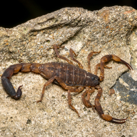 štíři - Scorpiones