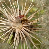 štítovka rudopásá - Odontotarsus...