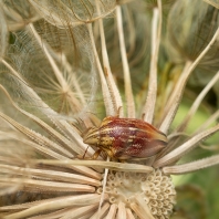 štítovka rudopásá - Odontotarsus...