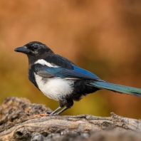 straka obecná - Pica pica