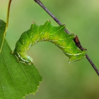 strakáč březový - Endromis versicolora