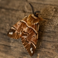 strakáč březový - Endromis versicolora