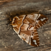 strakáč březový - Endromis versicolora