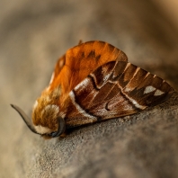 strakáč březový - Endromis versicolora