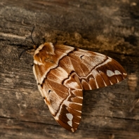 strakáč březový - Endromis versicolora