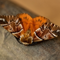 strakáč březový - Endromis versicolora