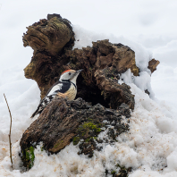 strakapoud prostřední - Dendrocoptes medius