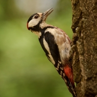 strakapoud velký - Dendrocopos major