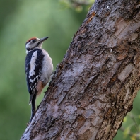 strakapoud velký - Dendrocopos major