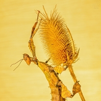 strašilka australská - Extatosoma tiaratum