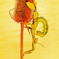 strašilka australská - Extatosoma tiaratum