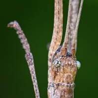 strašilky - Phasmatodea