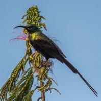strdimil bronzový - Nectarinia kilimensis