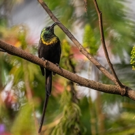 strdimil bronzový - Nectarinia kilimensis
