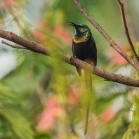 strdimil bronzový - Nectarinia kilimensis