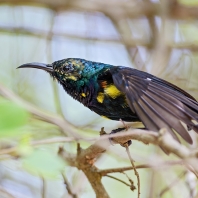 strdimil fialový - Cinnyris asiaticus