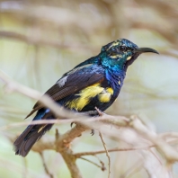 strdimil fialový - Cinnyris asiaticus