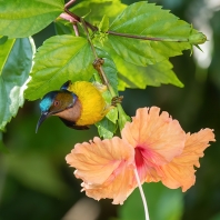 strdimil hnědolící - Anthreptes malacensis
