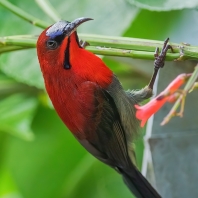 strdimil karmínovoprsý - Aethopyga siparaja