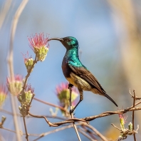 strdimil madagaskarský - Cinnyris sovimanga