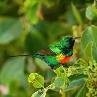 strdimil nádherný - Cinnyris pulchellus