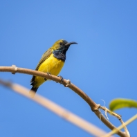 strdimil olivovohřbetý - Cinnyris jugularis