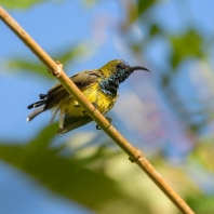 strdimil olivovohřbetý - Cinnyris jugularis