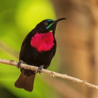 strdimil senegalský - Chalcomitra senegalensis
