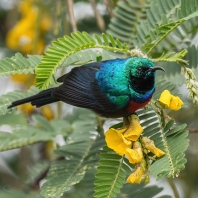 strdimil severní - Cinnyris preussi