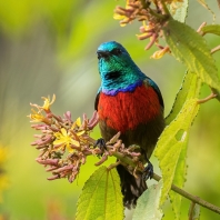 strdimil severní - Cinnyris preussi