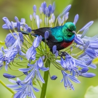 strdimil severní - Cinnyris preussi