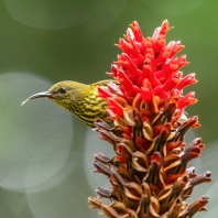 strdimil žíhaný - Arachnothera hypogrammica