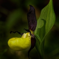 střevíčník pantoflíček - Cypripedium...