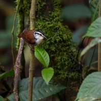 střízlík běloprsý - Henicorhina leucosticta