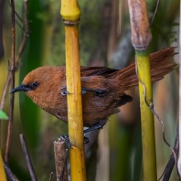 střízlík jednobarvý - Cinnycerthia unirufa