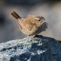 střízlík obecný - Troglodytes troglodytes