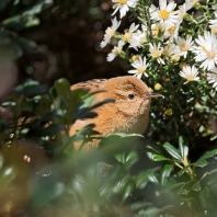 střízlík ostřicový - Cistothorus platensis