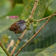 střízlík šedoprsý - Henicorhina leucophrys