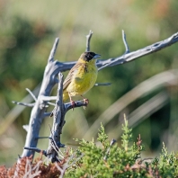 strnad černohlavý - Emberiza melanocephala