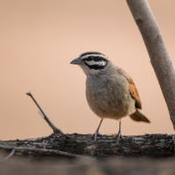 strnad kapský - Emberiza capensis