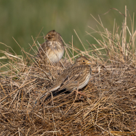 strnad luční - Emberiza calandra