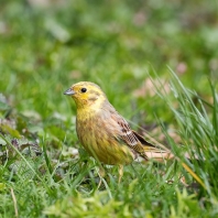 strnad obecný - Emberiza citrinella